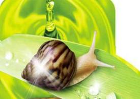 کرم حلزون هم تقلبی از آب در آمد