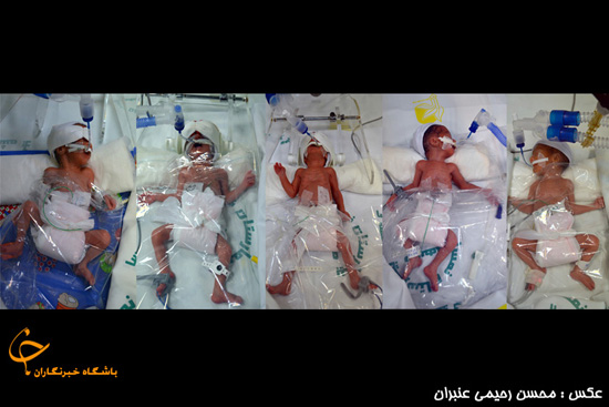 تولد 5 قلوهاي مشهدي + تصاوير