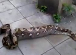 پيتون خوش خوراک + تصاوير