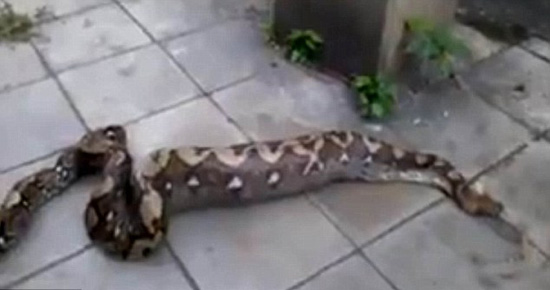 پيتون خوش خوراک + تصاوير