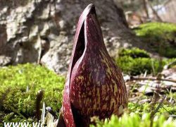 8 گل غیرقابل تحمل در دنیا +عکس