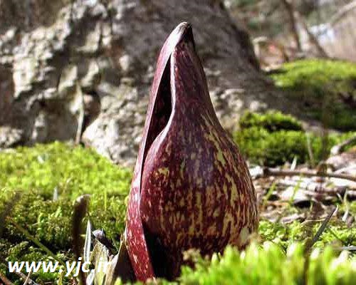 8 گل غیرقابل تحمل در دنیا +عکس