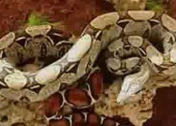 فروش اینترنتی حیوانات وحشی و خطرناک + فیلم