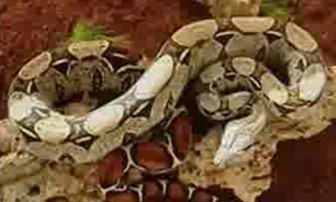 فروش اینترنتی حیوانات وحشی و خطرناک + فیلم