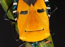 حشره‌ای‌که شبیه خواننده مشهور است+ عکس