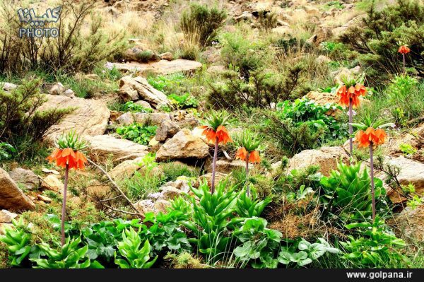 جاذبه ی طبیعی شهرستان گلپایگان را بشناسیم/دشت لاله های واژگون