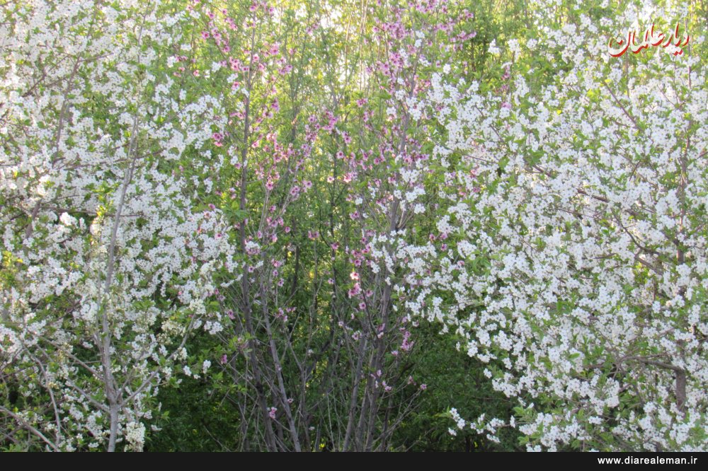 صحرای لهرامش گلپایگان در قاب تصویر بهار