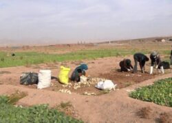زیر خاک کردن راهکاری برای نگهداری/ سال گذشته بخشی از شلغم کاشت شده خوراک دام شد