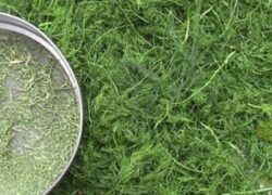 خشک کردن شوید، کار در منزل تعدادی از بانوان کوهپایه ای