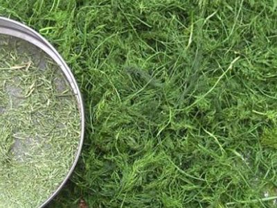 خشک کردن شوید، کار در منزل تعدادی از بانوان کوهپایه ای