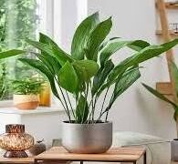 پرورش گل‌های آپارتمانی مقدمه‌ای برای فعالیت حرفه ای در گلخانه