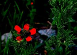 رقص رنگ و عطر در دامن دشت گلپایگان/ قاب تصاویر