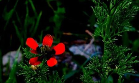 رقص رنگ و عطر در دامن دشت گلپایگان/ قاب تصاویر